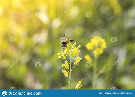 Cierre De Una Abeja Recolectando Miel Y Cera Natural De Las Flores De