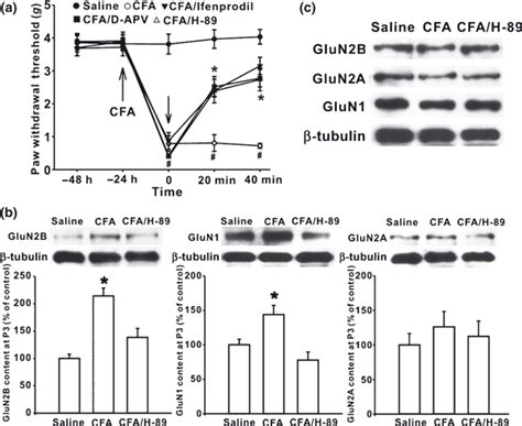 Campdependent Protein Kinase Activated Fyn In Spinal Dorsal Horn To