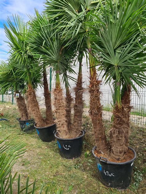 Palmiers Rtp Vente De Palmiers Plantes Et Fleurs Pas Chers