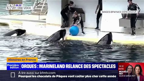 Marineland Les Orques Reprendront Les Spectacles Malgr L Opposition