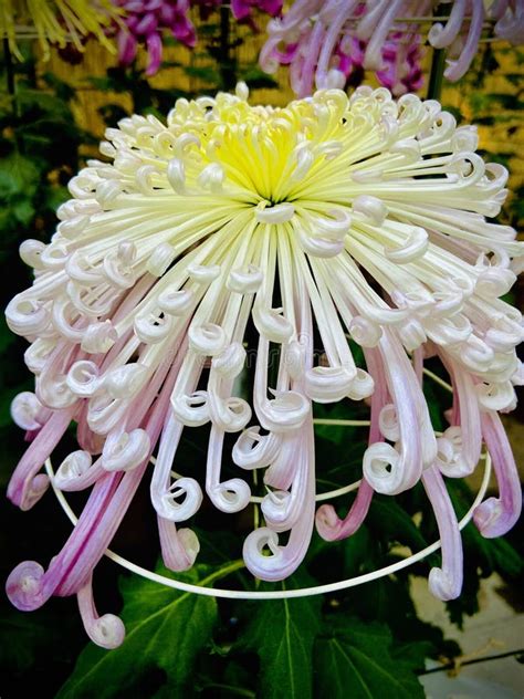 Stunning Art Japanese Chrysanthemums Autumn Flowers Stock Image Image