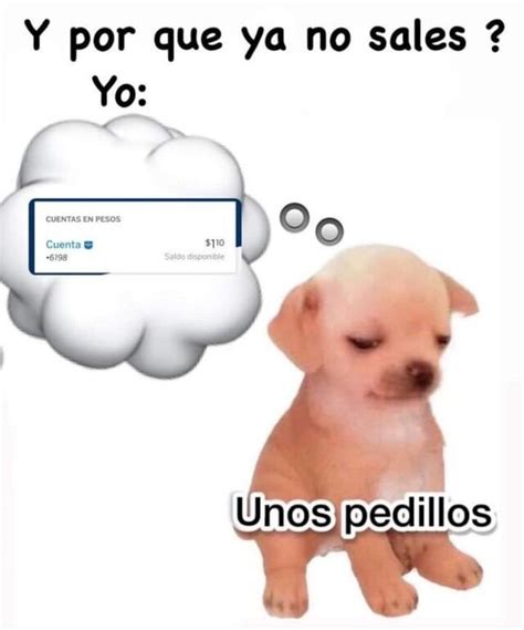 KesiKesi Se Llama El Perrito Del Meme Unos Pedillos