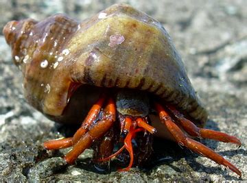 Її величність Рапана