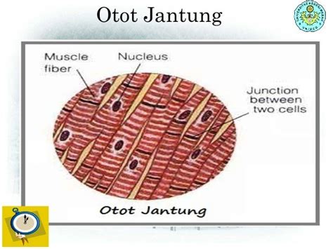 Inspirasi Populer Gambar Otot Jantung, Ide Terkini!