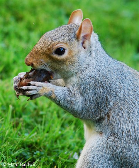 Squirrel Food And Feeding Diet Composition Wildlife Online