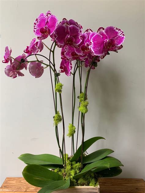 Purple Phalaenopsis Orchid Millefiori Florist