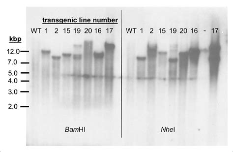 Dna Gel Blot Hybridization Analysis Genomic Dna From Wild Type Bd