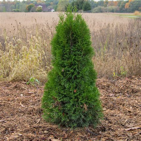Thuja occidentalis 'Smaragd' ~ Emerald Green Arborvitae – King's Sunset ...