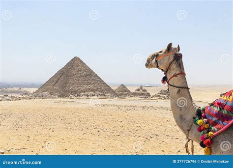 Un Camello Mirando Una Pir Mide De Las Grandes Pir Mides Hist Ricas De