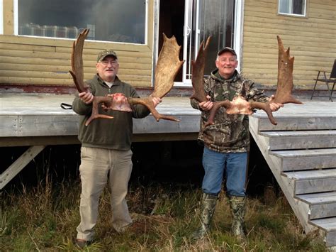 Moose Gallery Caribou Cove Outfitters Big Game Hunting In