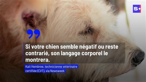 6 façons dont les chiens expriment leur colère grâce au language