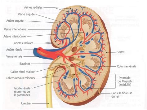 Coupe D Un Rein Organes Du Corps Humain Corps Humain Anatomie