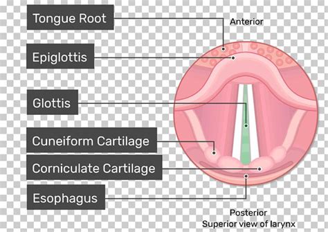 Glottis Anatomy - Anatomy Reading Source