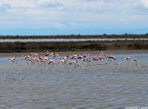 Flamant Rose Phoenicopterus Roseus Laurent Carrier Ornithologie