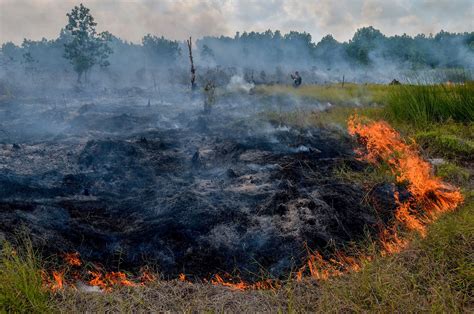 Despite Government Pledges Ravaging Of Indonesia’s Forests Continues Yale E360