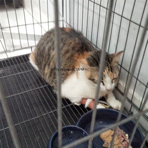 PAWS &CLAWS VET CLINIC: Megacolon in cats
