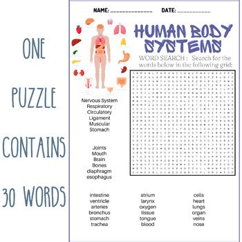 Human Body Systems Word Search Puzzle Worksheets Activities Tpt