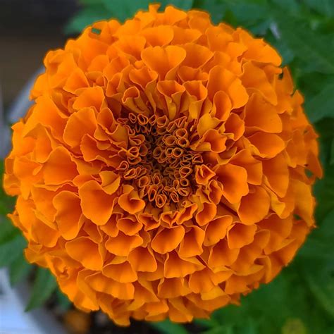 African Marigold