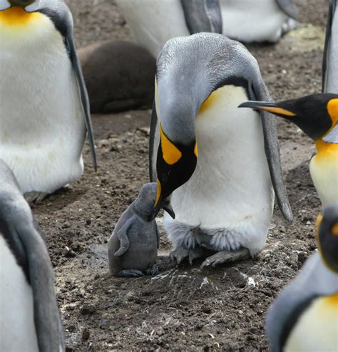 Colony of Emperor penguins on land with adorable chicks · Free Stock Photo