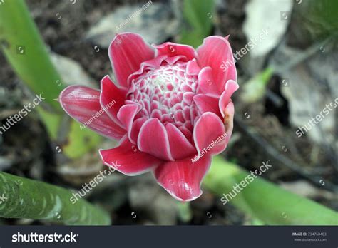 Torch Ginger Ginger Flower Bunga Kantan Stock Photo 734760403