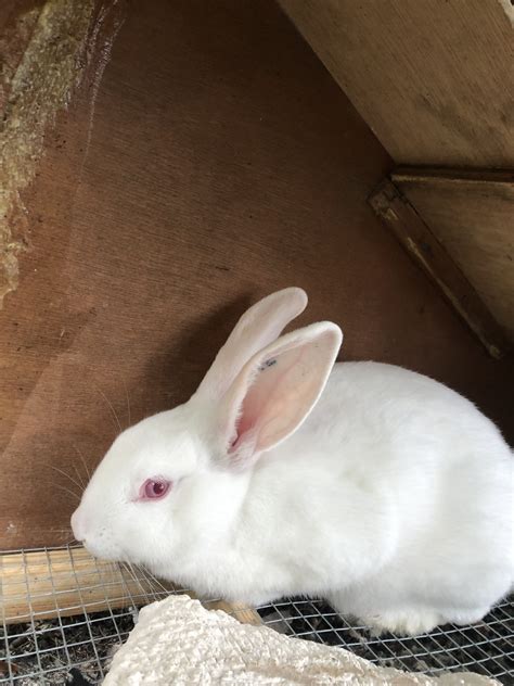 Male And Female New Zealand Rabbits Rabbits For Sale