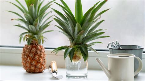 How To Grow A Pineapple Top From Store Bought Fruit Gardening Know How