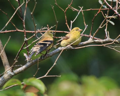 Baby Goldfinches Leslie Abram Photography