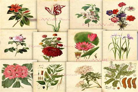 Vintage Botanical Illustration Graphic by retrowalldecor · Creative Fabrica