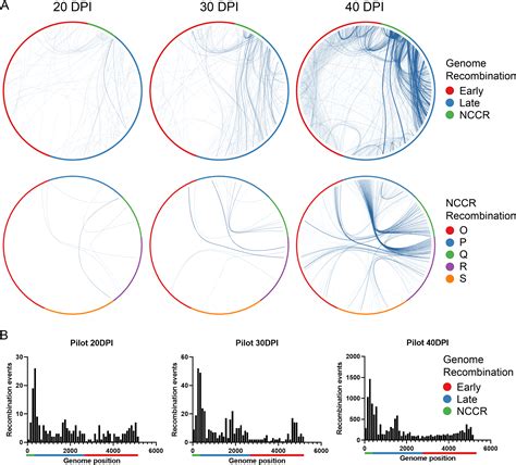 A Cell Culture Model Of BK Polyomavirus Persistence Genome