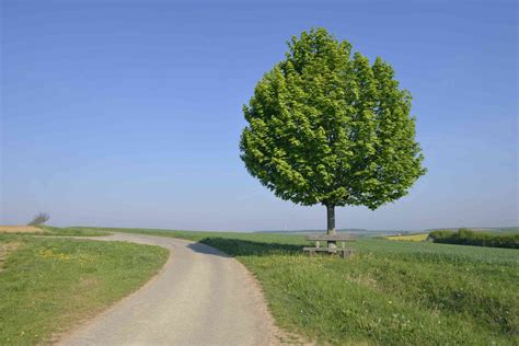 Tree Shapes For Landscaping