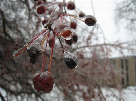 Dingle Berries I Dont Know What Kind Of Berries These Are Flickr