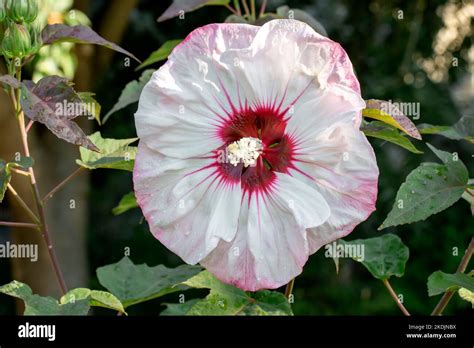 Hibiscus Cherry Cheesecake Stock Photo Alamy