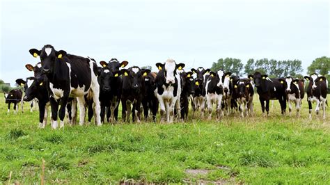 Dairy farmers can adapt to climate change | Farmtario