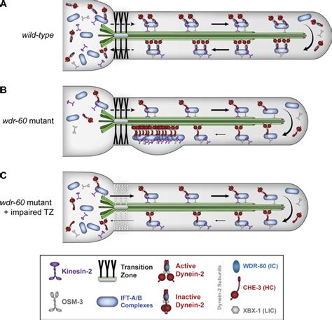 Model For How WDR 60 Contributes To Efficient Dynein 2mediated