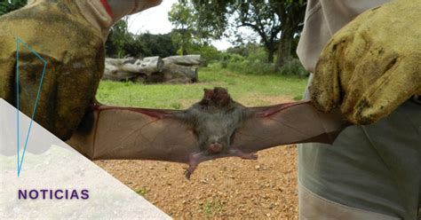 Estudian Si Los Murci Lagos Son Posibles Transmisores Del Virus Sars