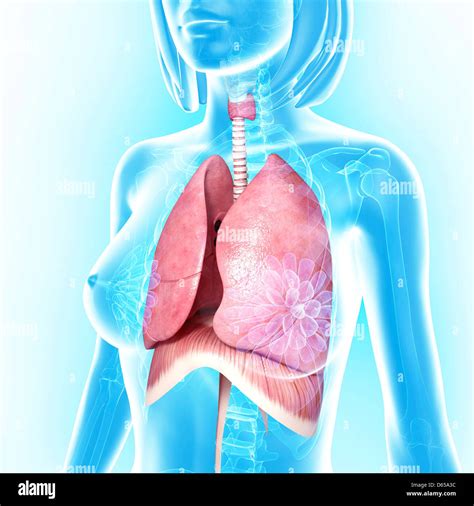 Chest Anatomy Hi Res Stock Photography And Images Alamy