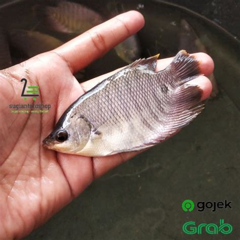 Jual Bibit Ikan Gurame Soang Ukuran Super Nyuper Full Shopee Indonesia