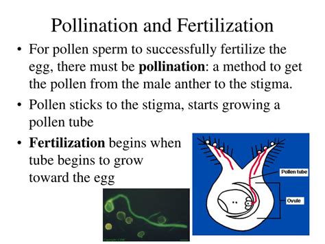 Ppt Lecture 13 Pollination Powerpoint Presentation Free Download Id2061017