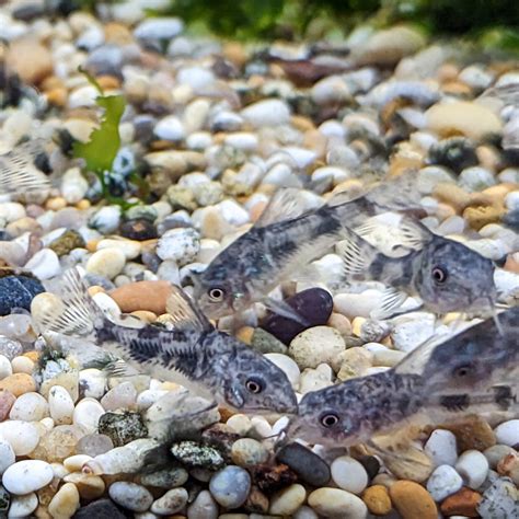 Jumbo Peppered Corydoras SWEET KNOWLE AQUATICS ONLINE SHOP