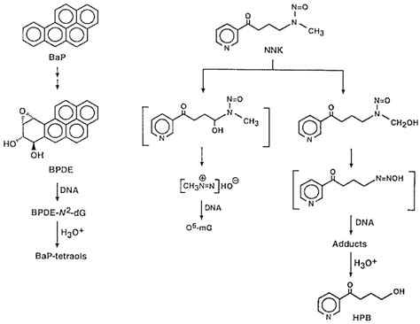 Overview of DNA adduct formation from B[a]P and NNK. | Download Scientific Diagram