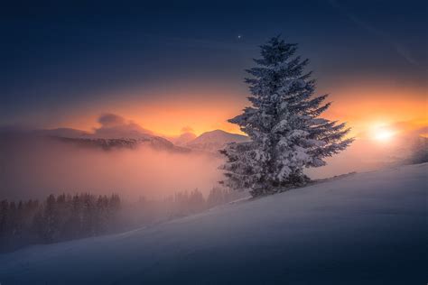 Download Snow Tree Nature Austria Sunset Winter Hd Wallpaper