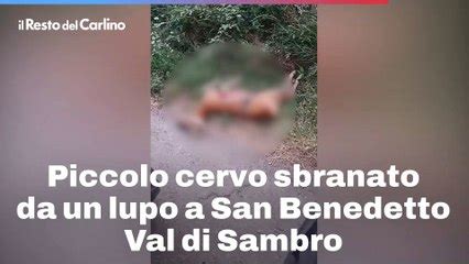 Piccolo Capriolo Sbranato Da Un Lupo A San Benedetto Val Di Sambro Il