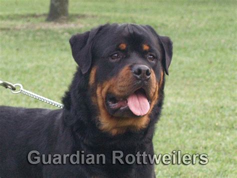 Rottweiler Puppies Miami Guardian Rottweilers