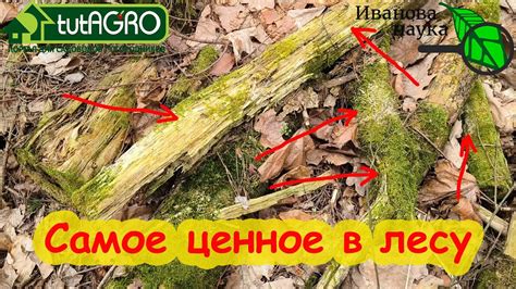 БИОПРЕПАРАТЫ ИЗ ЛЕСА! Что можно найти полезного в лесу для сада и ...
