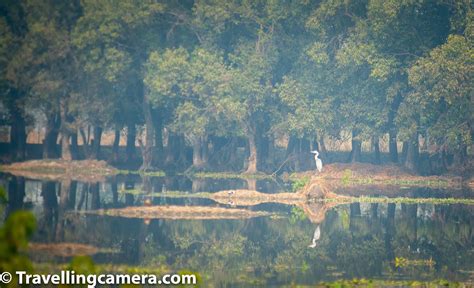 A visit to Surajpur Birds Sanctuary - A Bird Sanctuary at Risk - Part 2