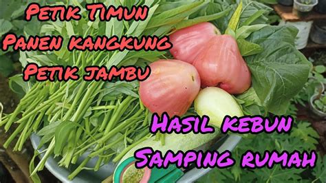 Berkebun Tanam Sayur Dirumah Petik Timun Kangkung Jambu Air Hasil