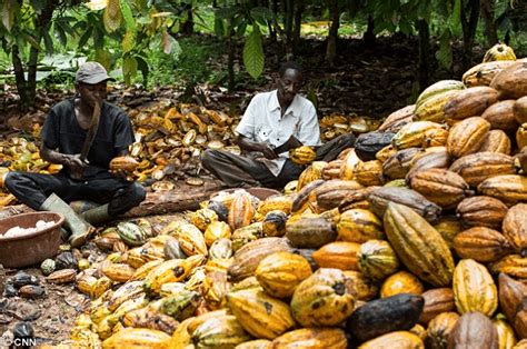 Côte dIvoire Le prix du cacao fixé à 750 Fcfa pour la campagne 2018