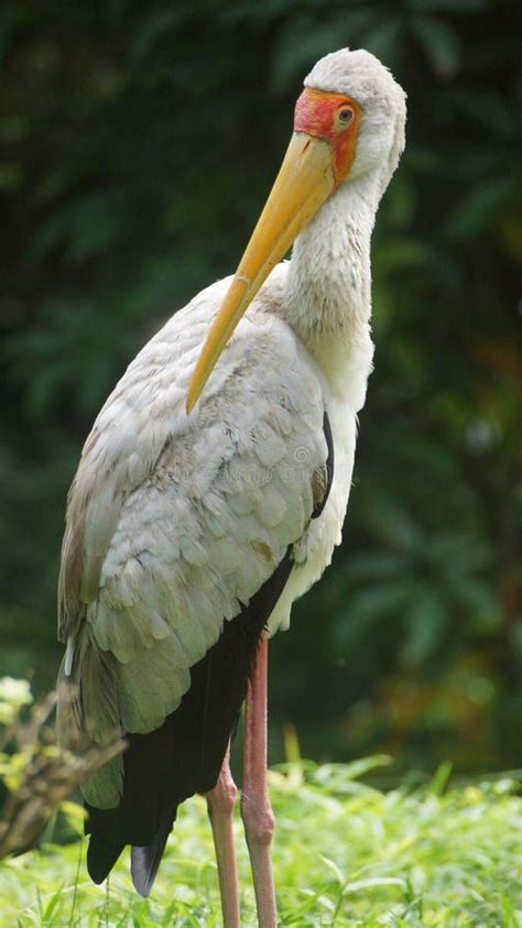 Yellow-billed Stork Mycteria Ibis, Sometimes Also Called the Wood Stork ...