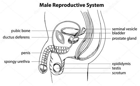 Sistema Reproductor Masculino Vector Gr Fico Vectorial Blueringmedia