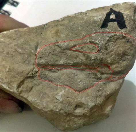 Dinosaur bird?? - Fossil ID - The Fossil Forum